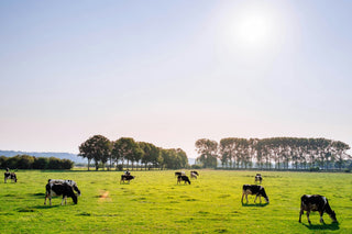 What does grass-fed actually mean?